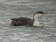 A grey and white bird floats atop choppy water.