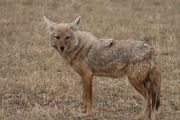 Golden jackal small.jpg