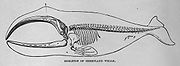 Drawing of long backbone, 13 ribs (2 vestigial) large, curved upper and lower jawbones that occupy 1/3 of the body, 4 multi-jointed "fingers" inside pectoral fin and connecting bone, enclosed in body outline