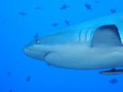 Drawing of head, mouth, gills, and pectoral fin of shark drawn from below with many smaller fish in background