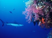 Photo of shark swimming next to large, brightly-colored coral head.