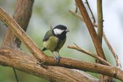  Great Tit on branch with caterpillar between feet