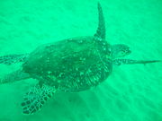 Photo of turtle swimming in shallow, green water