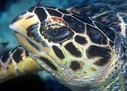 Profile photo of animal head with prominent beak protruding above lower jaw. Faceted head covering surrounds eye