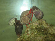 Photo of four hermit crabs