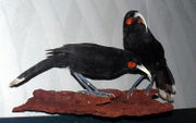 Two stuffed birds on a wooden stand