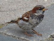 A small grey and brown bird