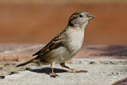  small bird withpale belly and breast and patterned wing and head stands on concrete