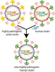 A cartoon showing how viral genes can be shuffled to form new viruses