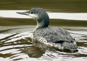 Grayish bird with white speckles on its back and a sharply pointed gray bill floats on water