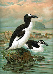 A large bird with a black back, white belly, and white eye patch stands on a rock by the ocean, while a similar bird with a white stripe instead of an eyepatch swims.