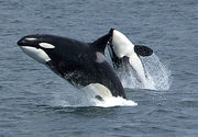 Two killer whales jump above the sea surface, showing their black, white and grey coloration. The closer whale is upright and viewed from the side, while the other whale is arching backwards to display its underside.