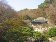 A distant view of a wooden shrine surrounded by a thick forest on the slopes of a mountain in autumn.