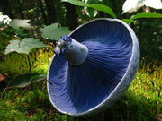 A mushroom cap on its side revealing closely spaced, blue gills