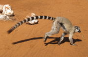 A Ring-tailed Lemur runs on the ground. Its long tail trails behind it, demonstrating its length relative to the body.