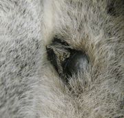 Close-up of a male Ring-tailed Lemur's wrist, showing a black scent gland and a thorn-like spur next to it