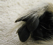 Close-up of a Ring-tailed Lemur's foot, showing a claw-like nail on the second toe (compared to the nail on the third toe next to it)