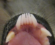 Close-up of the front, bottom teeth of a Ring-tailed Lemur, showing the first six teeth pointing directly forward instead of up-and-down like the canine-like premolar behind them