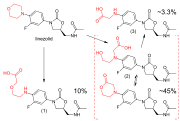 Upper left: structural formula of the unaltered linezolid molecule, with the morpholino group highlighted in red. Lower left: main carboxylic acid metabolite, accounting for 10% of an excreted dose; the morpholine ring has been cleaved at the nitrogen atom. Lower right: structural formulae of two distinct molecules, a carboxylic acid and a lactone, with an equilibrium arrow between them; this metabolite accounts for 45% of a dose. Upper right: structure of a minor carboxylic acid metabolite, which accounts for aroune 3.3% of a dose.