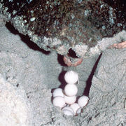 A female loggerhead sea turtle from the back, laying eggs into the hole it has dug.