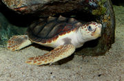 A loggerhead sea turtle resting under a rock with its eyes open.