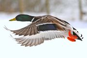 Bird with wings forward. Yellow bill, green head with white collar, brown body with blue wing feathers and orange feet.