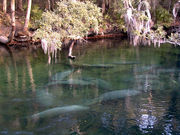 A short run produced by a spring: clear water with several manatees near the surface and trees on the far bank a dozen yards (11 m) away