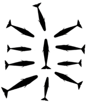 Diagram showing silhouettes of 10 inward-facing whales surrounding a single, presumably-injured group member