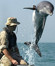 Photo of dolphin leaping clear of the water next to a man wearing a hat.