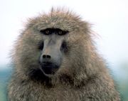 Olive baboon1.jpg