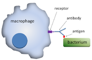 A cartoon: The macrophage is depicted as a distorted solid circle. On the surface of the circle is a small y-shaped figure that is connected to a solid rectangle which depicts a bacterium.