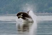 A killer whale bursts forward out of the water. Its head is just starting to point downward, and is about a body width above the surface.