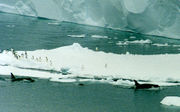 Three killer whales swim along beside a large iceberg. Over 15 penguins stand on the berg; most of them are on the edge nearest the whales, and are looking towards them.