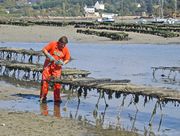 Oysterman standing in shallow water examining row of oyster cages that stand two feet above the water.