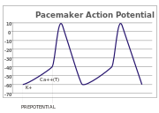 A plot of action potential (mV) vs time.  The membrane potential is initially -60 mV, rise relatively slowly to the threshold potential of -40 mV and then quickly spikes at a potential of +10 mV after which is rapidly returns to the starting -60 mV potential.  The cycle is then repeated.