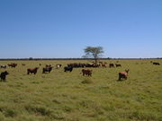 ParaguayChaco Cattleranch3 PdeHayes.JPG