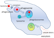 A cartoon that depicts the engulfment of a single bacterium, its passage through a cell where it is digested and released as debris.