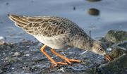  Winter-plumaged male facing right. It has scaly-looking brown-grey upperparts, white underparts and orange legs. There are no neck ruff or head ornaments.