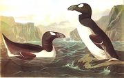 Two breeding Great Auks, one swimming and facing right while another stands upon a rock looking left, are surrounded by steep, rocky cliffs.