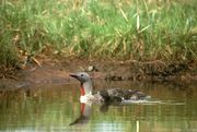 Small fuzzy black chick floats beside a larger bird on calm water with a muddy bank and tall grass in the background