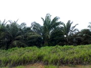 Picture depicting a few palm oil trees in a plantation.