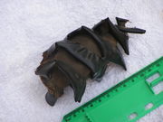 Photo of 12�centimetres (4.7 in) egg case adjacent to ruler, the egg case is a brown ovalish shape, with a spiral band running around it from top to bottom.