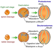 Protovsdeuterostomes.svg