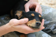 Small dog laying between the hands