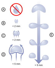 Diagram showing that very small rain drops are almost spherical in shape. As drops become larger, they become  flattened on the bottom, like a hamburger bun. Very large rain drops are split into smaller ones by air resistance which makes them increasingly unstable.