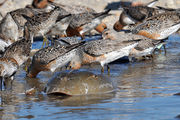 Large numbers of brown, white and reddish birds dip their heads into in shallow water behind the carapace of a large crab-like creature