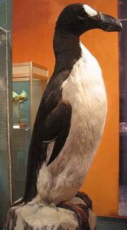 A large, stuffed bird with a black back, white belly, heavy bill, and white eye patch stands, amongst display cases and an orange wall.