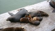 Adult and juvenile animals lying in a pile on wooden dock