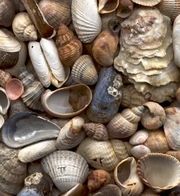 Selection of seashells.jpg