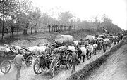 A column of horse-drawn wagons makes its way along a dirt road up a hill.